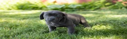 Cane Corso dogs for sale: Molly  - Ad 4