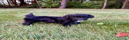 Portuguese Water Dog dogs for sale: Izzy - Ad 5