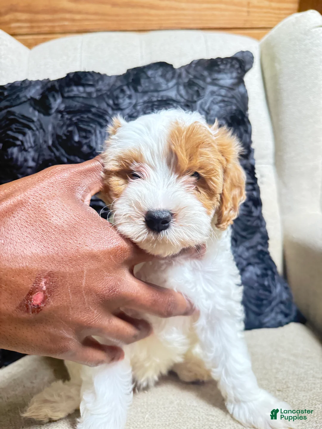 Cavapoo dogs for sale: Pearl  - Ad 1