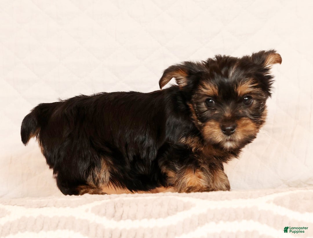 Yorkshire Terrier dogs for sale: Cocoa - Ad 3