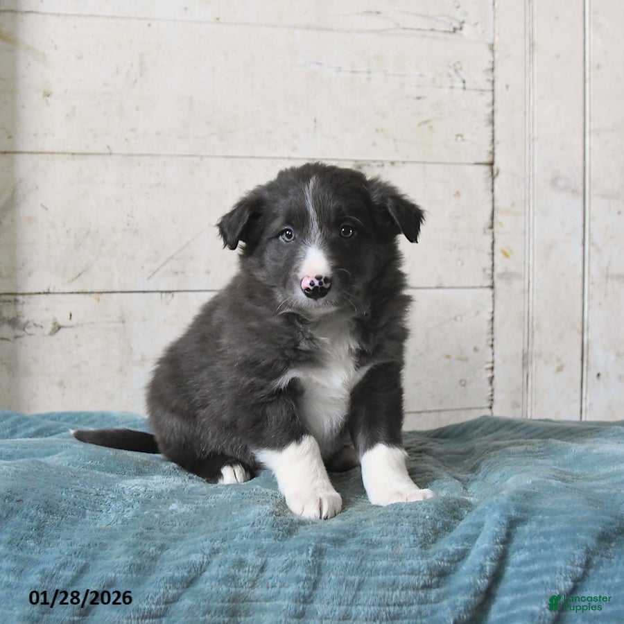 Border Collie dogs Flint - Ad 37