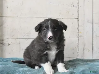 Border Collie dogs Flint - Ad 37