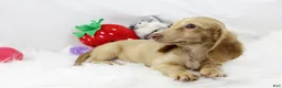 Dachshund dogs for sale: Karmella  CB Cr 4086 - Ad 6