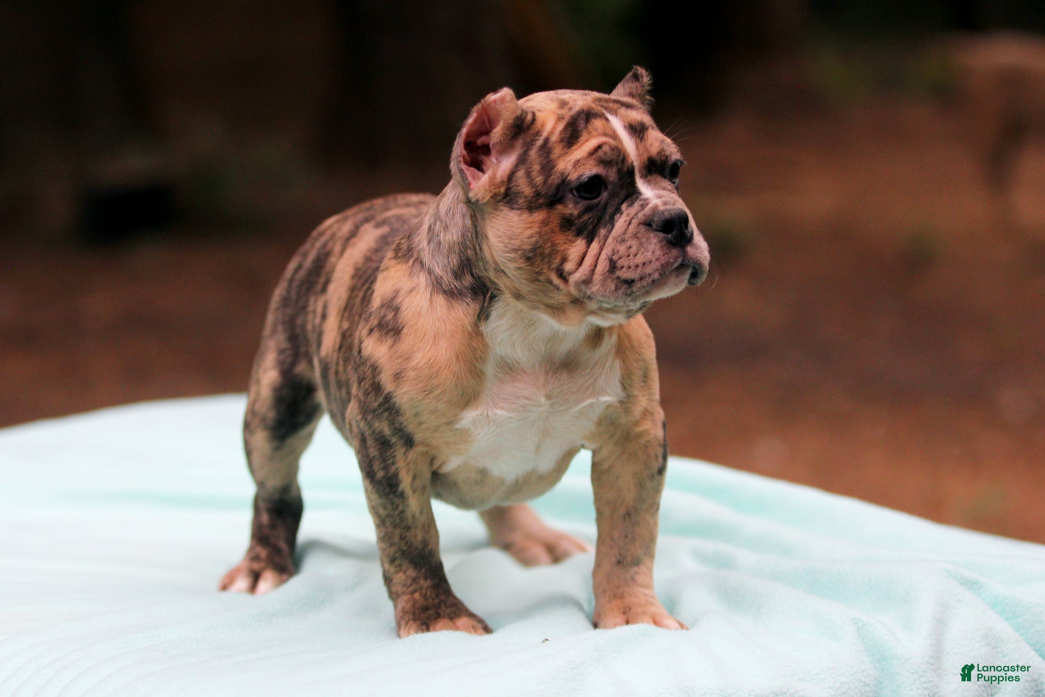 American Bully dogs Black Brindle Merle Female - Ad 2