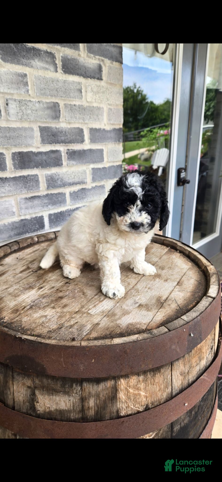 Mini Bernedoodle dogs Mini Bernedoodle 2 - Ad 1