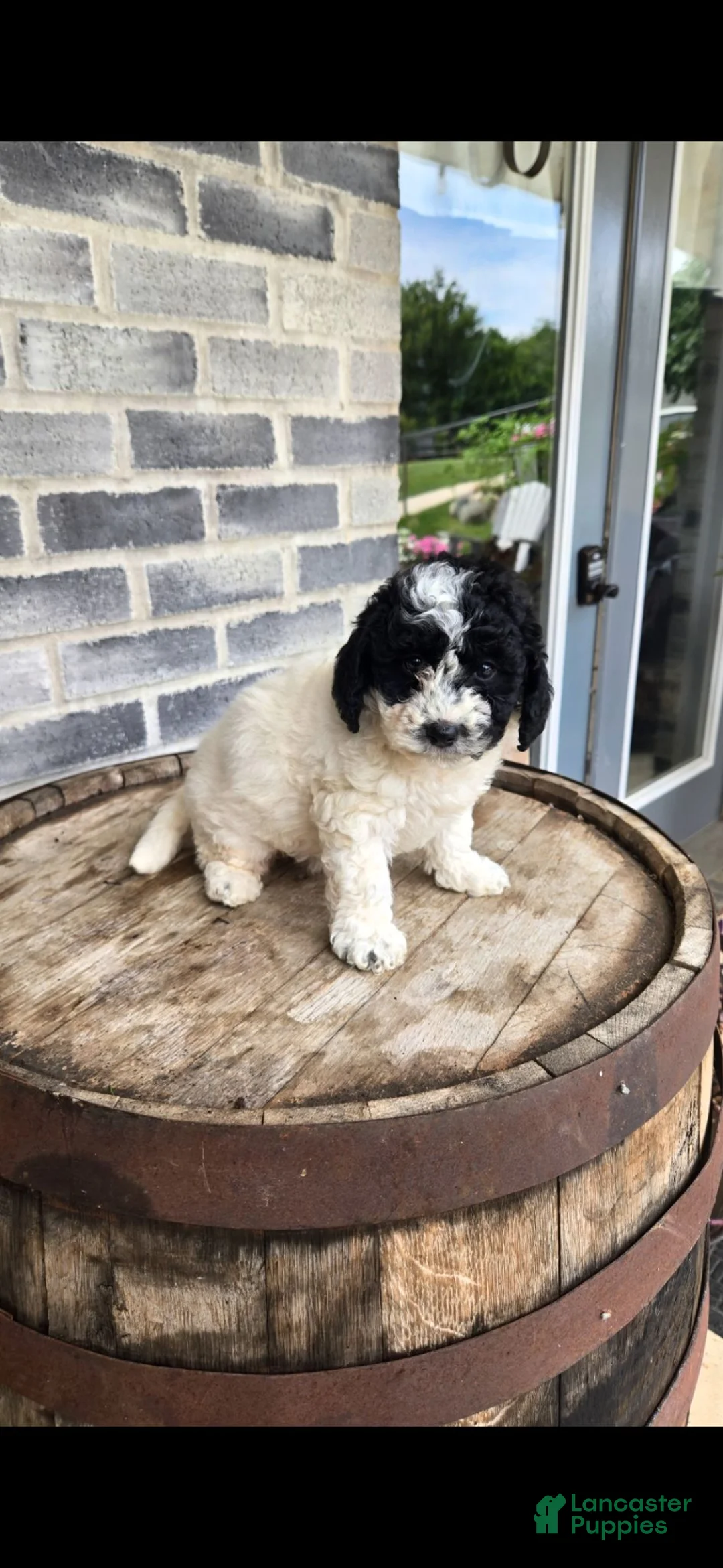 Mini Bernedoodle dogs for sale: Mini Bernedoodle 2 - Ad 1