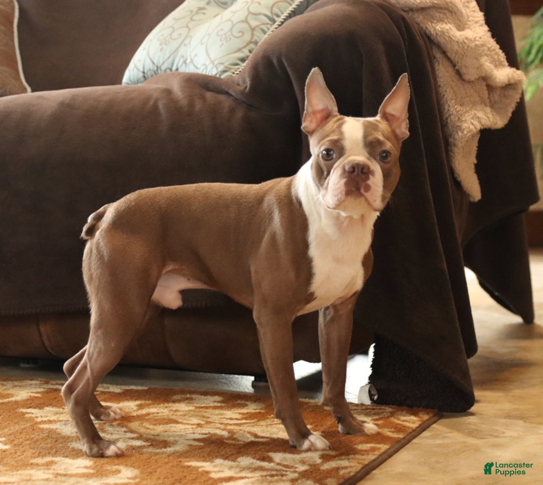 Boston Terrier dogs for sale: Sugar - Ad 7