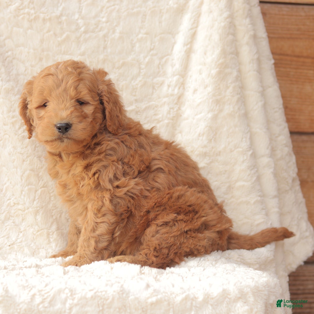 Mini Goldendoodle dogs for sale: Rusty - Ad 3