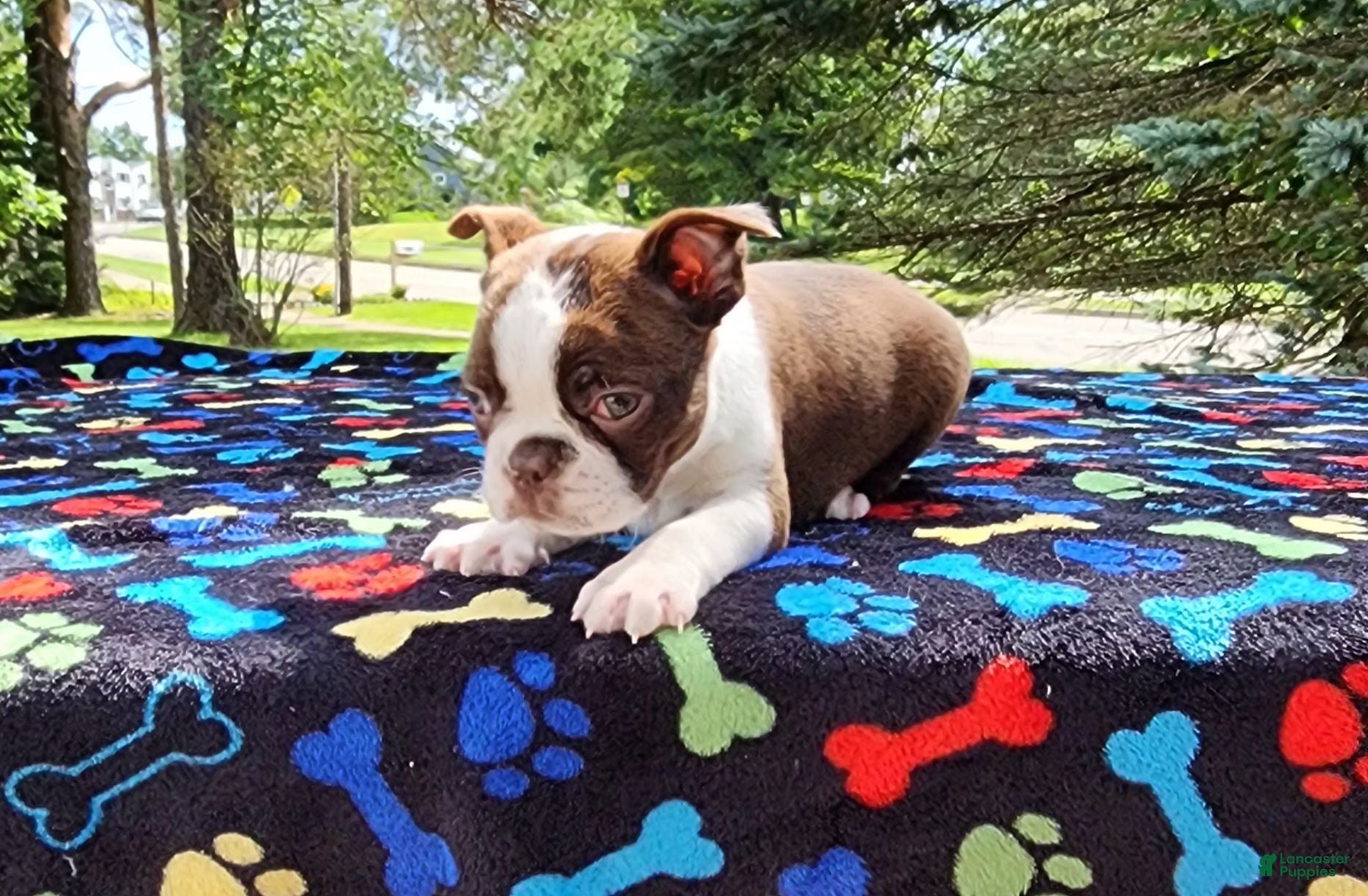 Boston Terrier dogs for sale: Orion (red brindle) - Ad 2