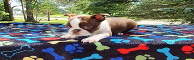 Orion (red brindle)
