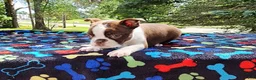 Boston Terrier dogs for sale: Orion (red brindle) - Ad 1