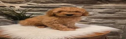 Mini Goldendoodle dogs for sale: BLAZE - Mini Goldendoodle Fluffy Puppy - Ad 9