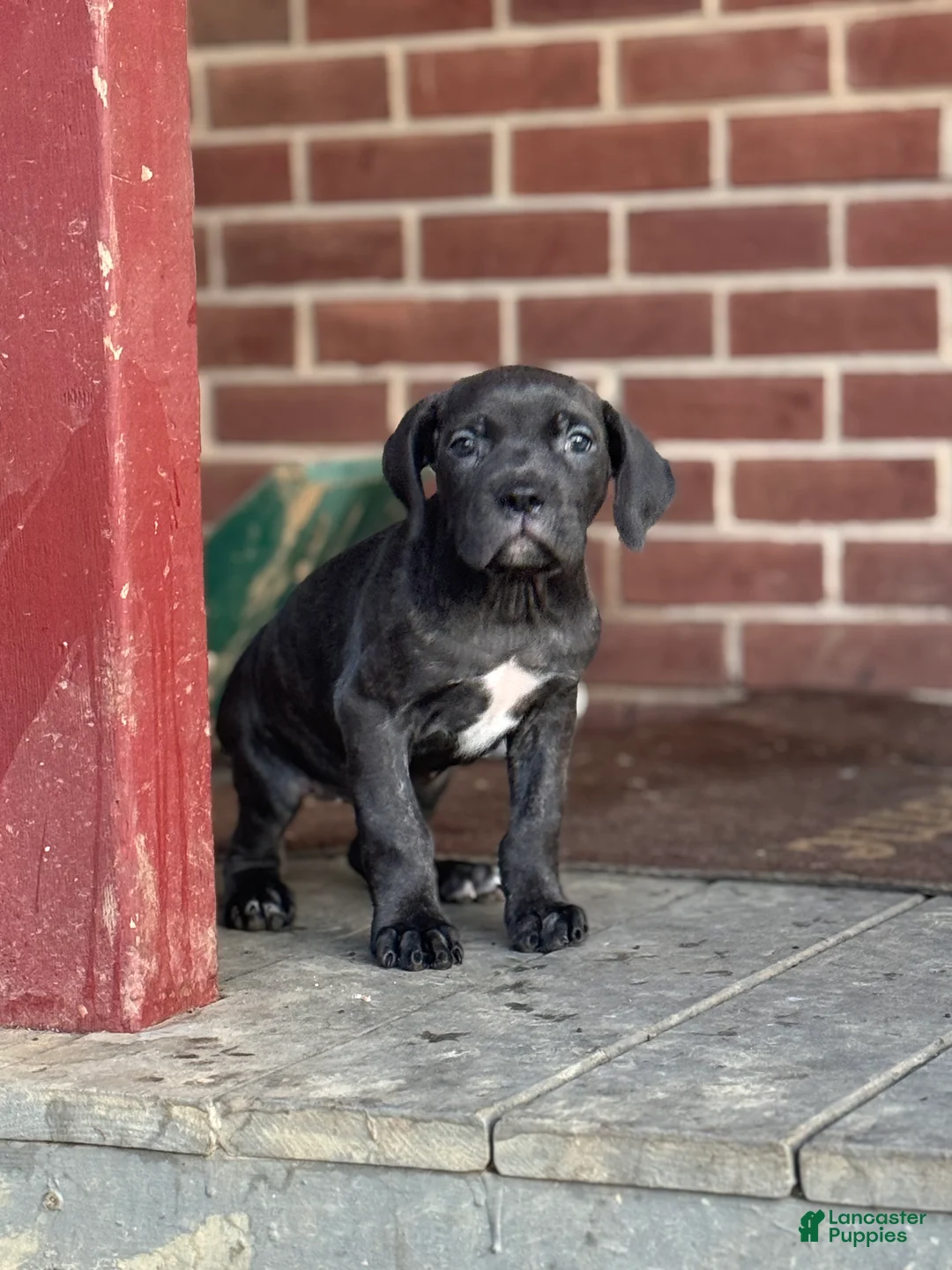 Cane Corso dogs for sale: Raven - Ad 8