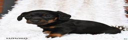 Miniature Dachshund dogs for sale: Shadow - Ad 4