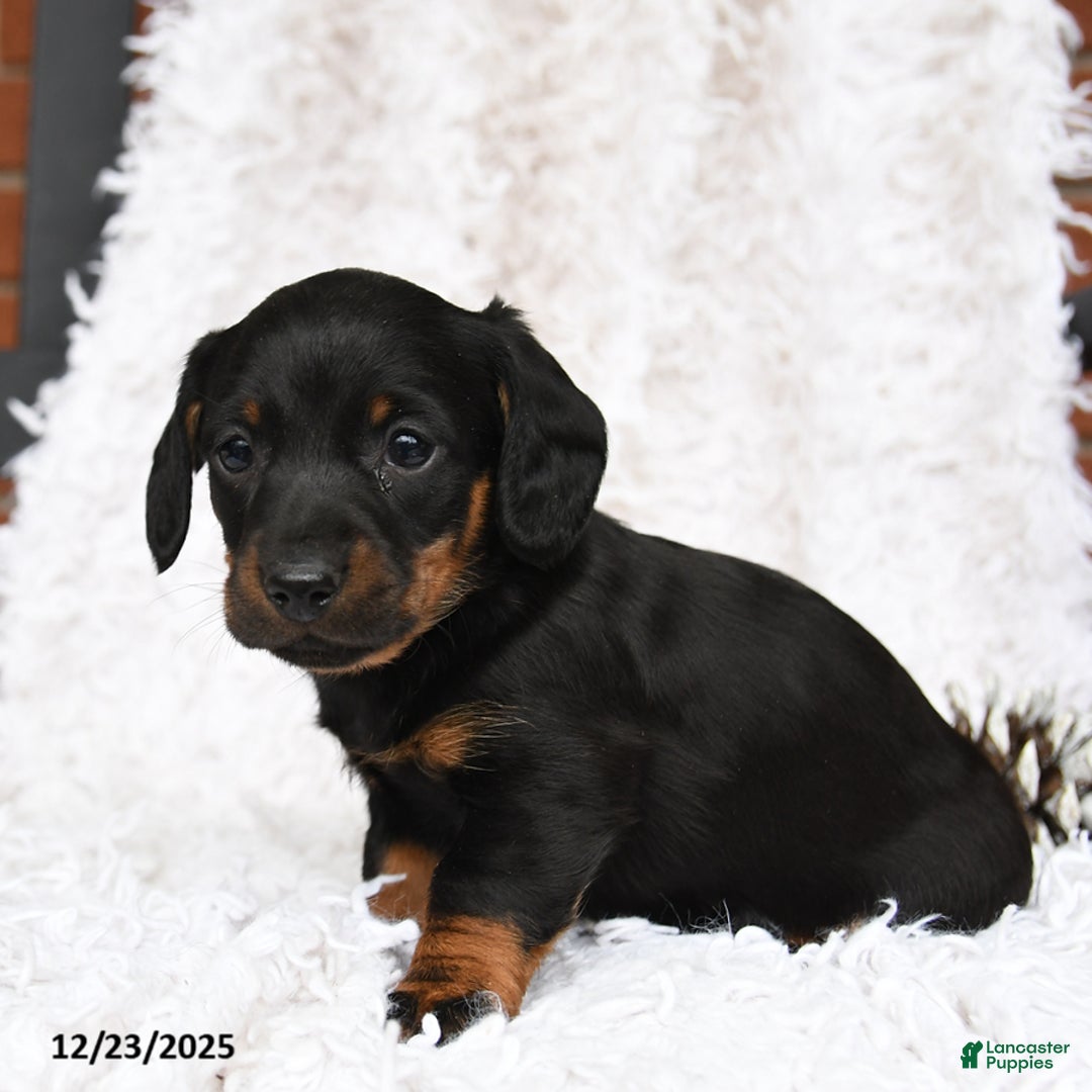 Miniature Dachshund dogs for sale: Shadow - Ad 4