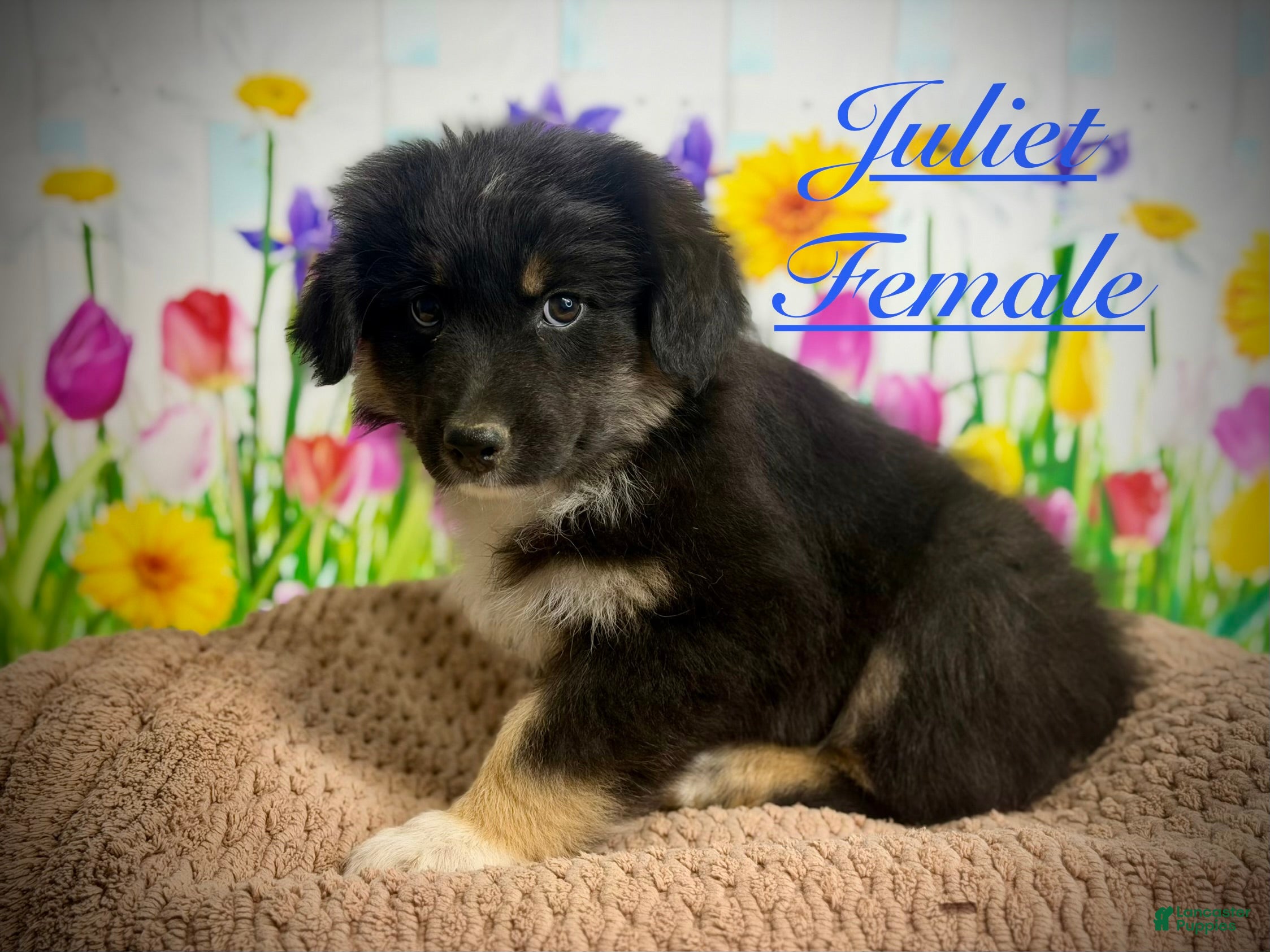 Australian Shepherd dogs Australian Shepherd Juliet  - Ad 1
