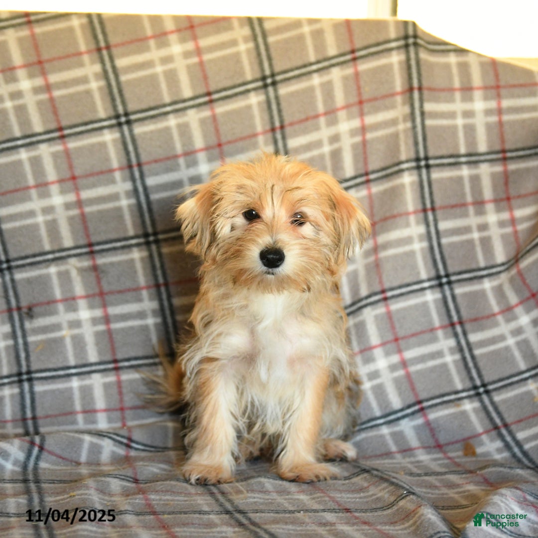 Morkie dogs for sale: Vinnie - Ad 17