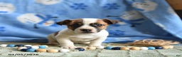 Jack Russell Terrier dogs for sale: Pretzel - Ad 2