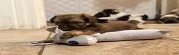 Shih Tzu dogs for sale: Shih Tzu 1 - Ad 2