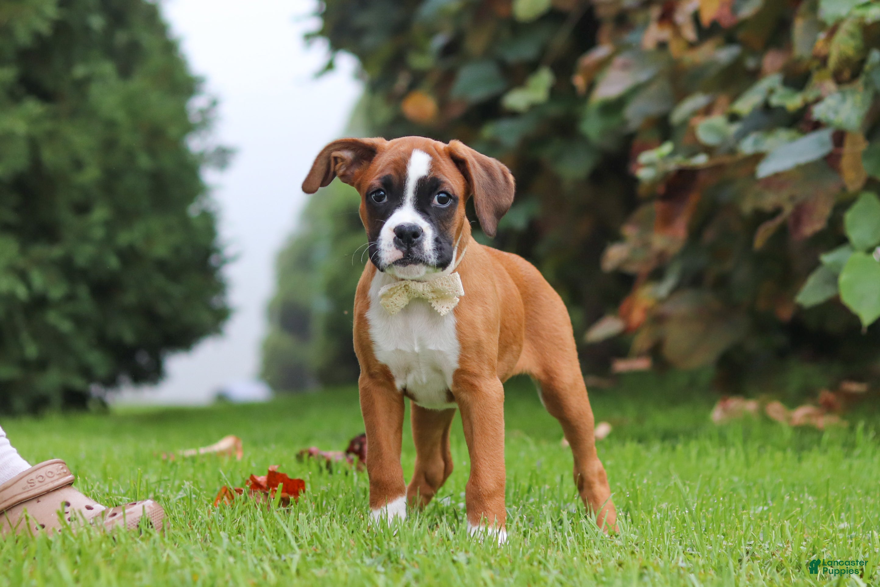 Boxer dogs Betty - Ad 1