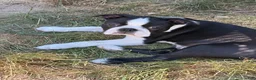 Boston Terrier dogs for sale: Lawrence - Ad 3