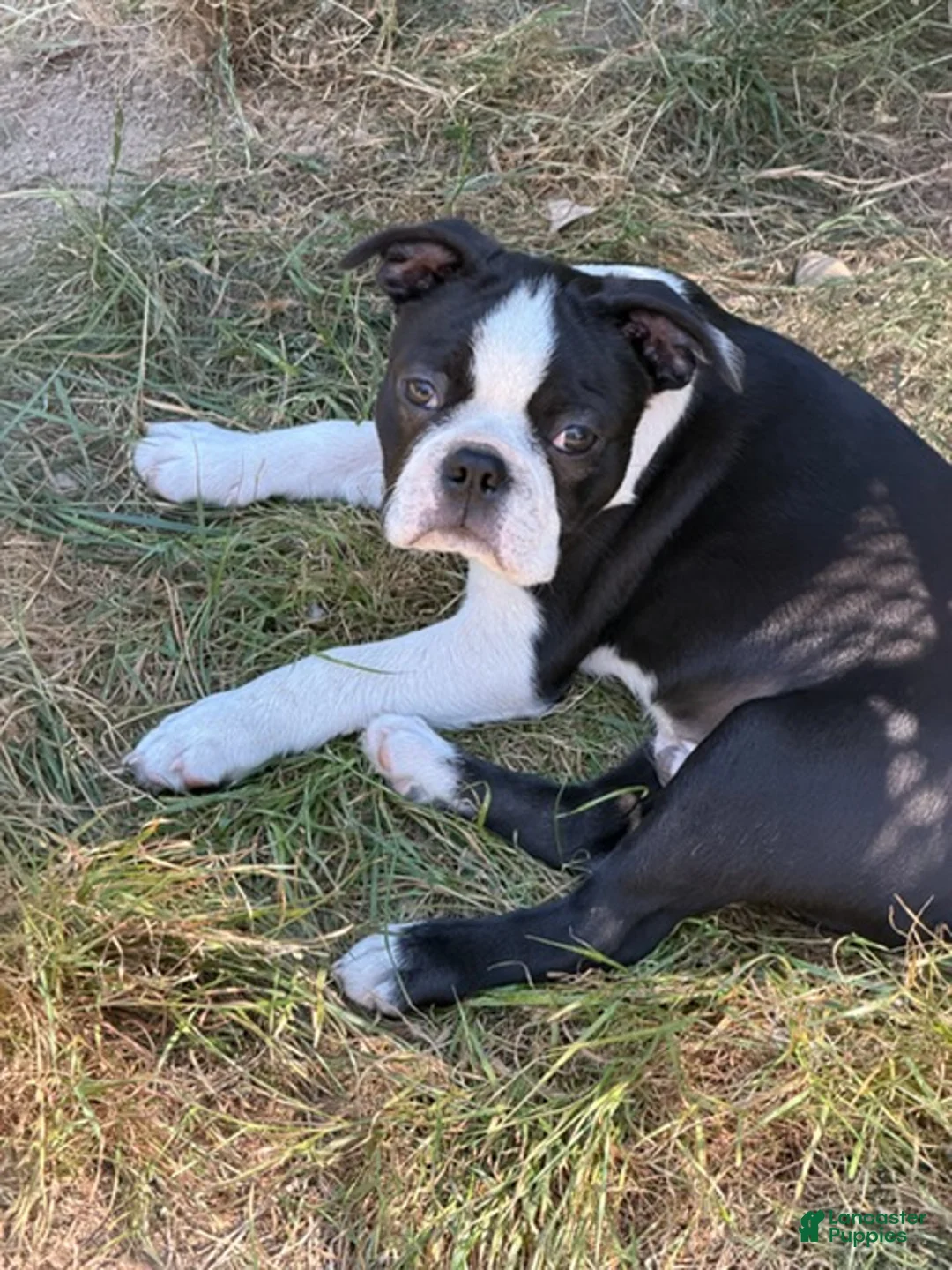 Boston Terrier dogs for sale: Lawrence - Ad 3