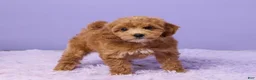 Mini Goldendoodle dogs for sale: Gracie - Ad 4