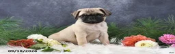 Pug dogs for sale: Ned - Ad 1