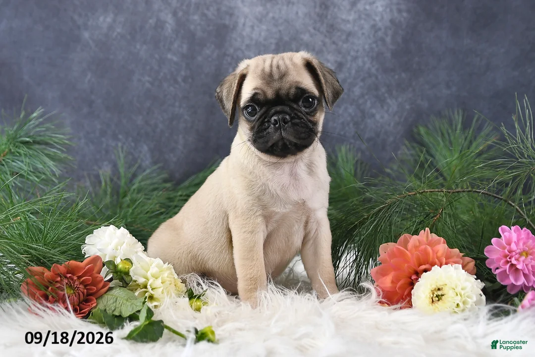 Pug dogs for sale: Ned - Ad 1