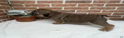 English Bulldog dogs for sale: Sawyer - Ad 6
