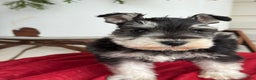 Miniature Schnauzer dogs for sale: Snuggles - Ad 7