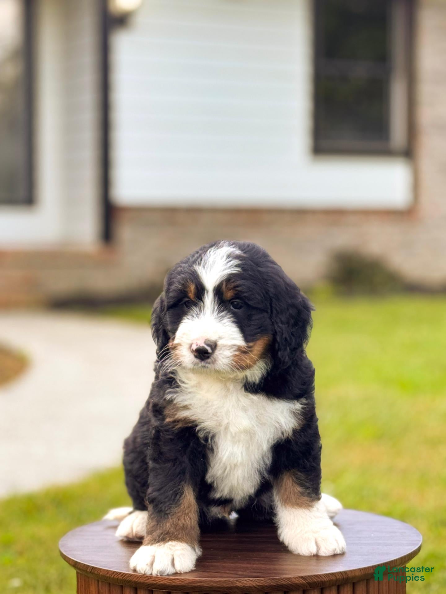 Bernedoodle dogs for sale: Frederick - Ad 1