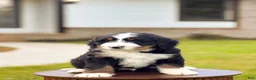 Bernedoodle dogs for sale: Frederick - Ad 1