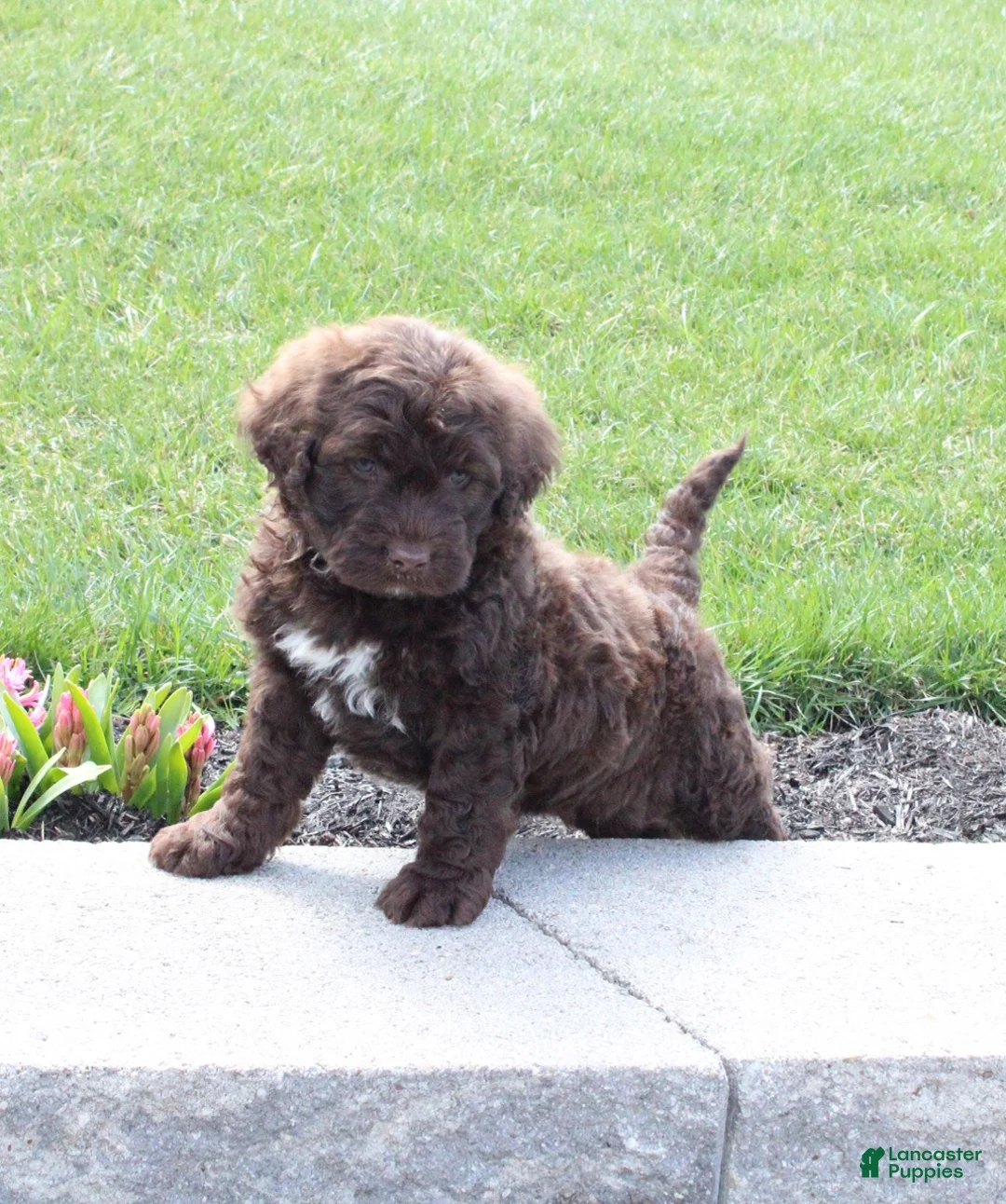 Portuguese Water Dog dogs for sale: Forrest - Ad 2