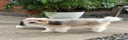 Havapoo dogs for sale: Maisy  - Ad 7
