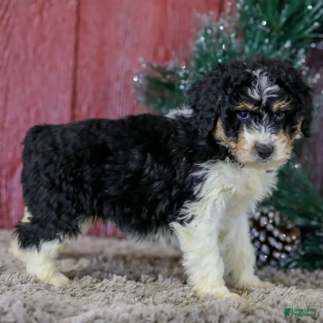 Mini Aussiedoodle dogs for sale: Sophia - Ad 4