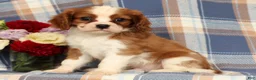 Cavalier King Charles Spaniel dogs for sale: Mason - Ad 4