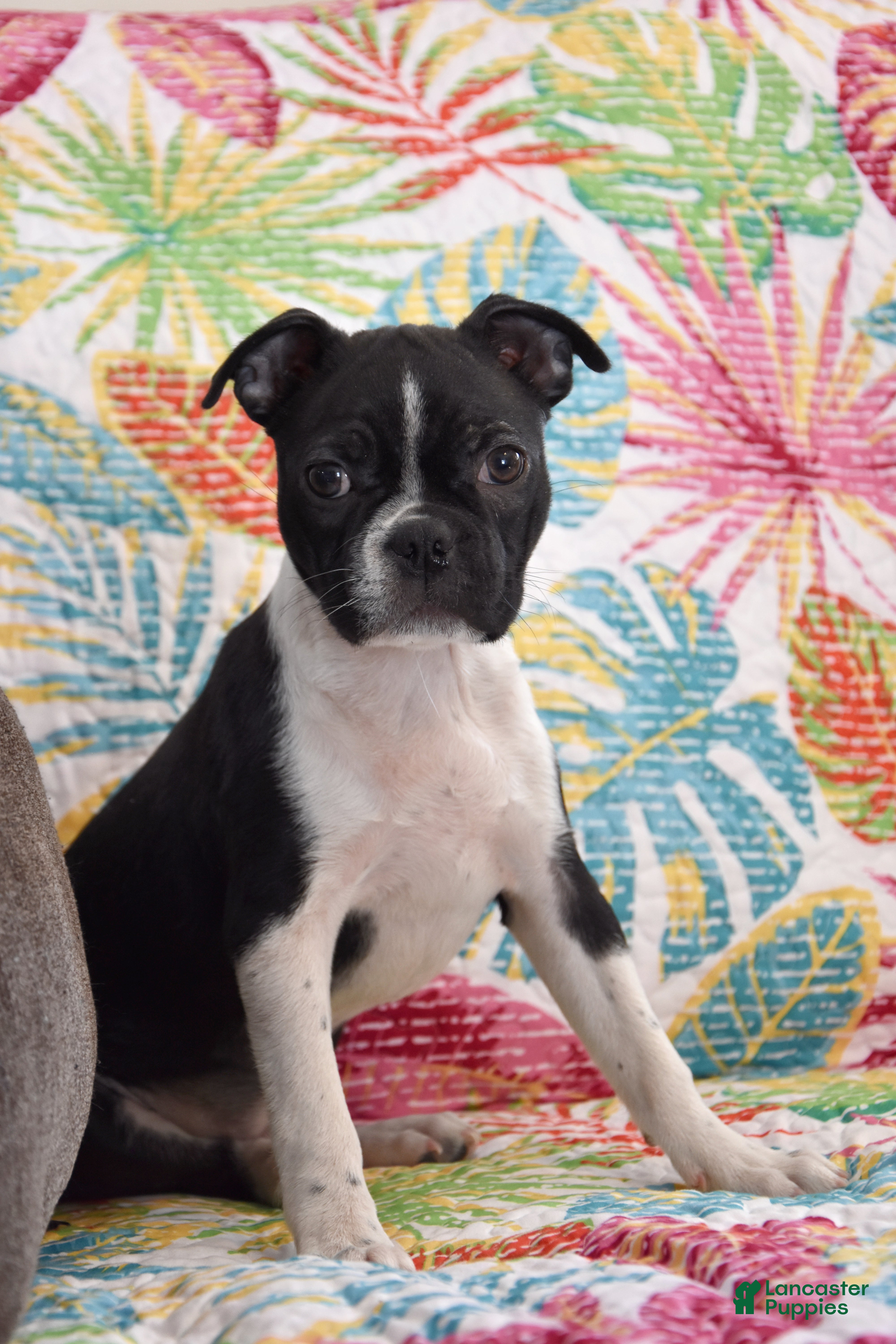 Boston Terrier dogs Stella - Ad 38