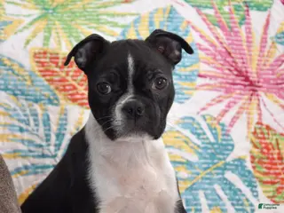 Boston Terrier dogs Stella - Ad 38