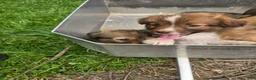 Mixed Breed dogs for sale: Mixed Breed 3 - Ad 14