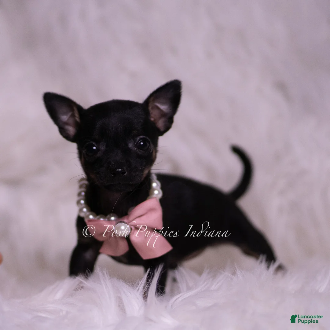 Chihuahua dogs for sale: Chickie - Ad 6