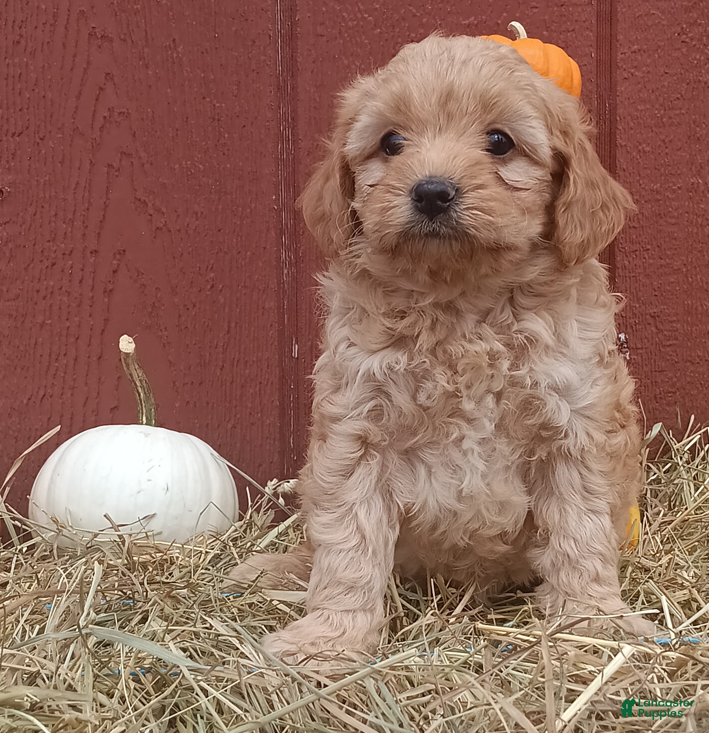 Mini Goldendoodle dogs Sarah  - Ad 36