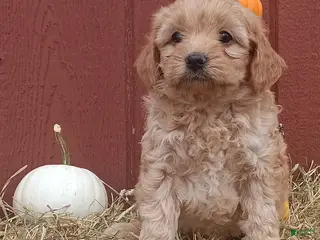 Mini Goldendoodle dogs Sarah - Ad 9