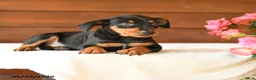 Miniature Pinscher dogs for sale: Cory - Ad 4