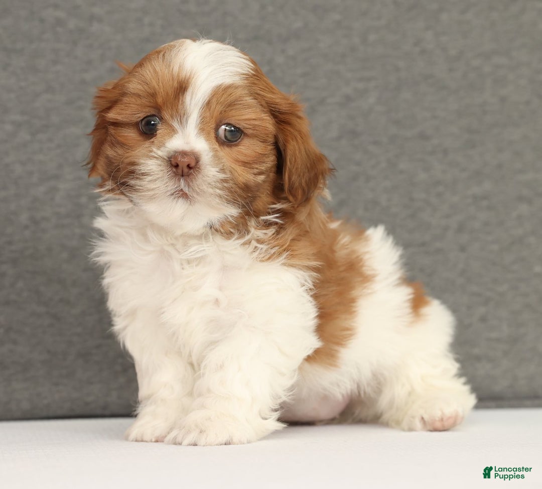 Shih Tzu dogs for sale: Elise - Ad 6