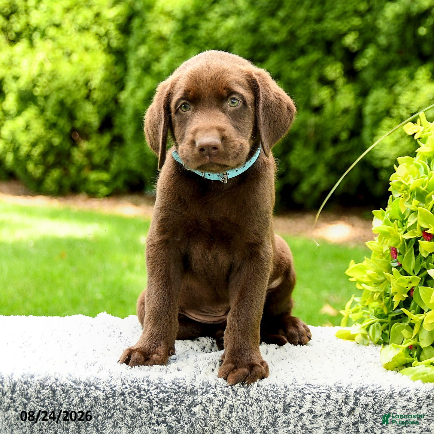 Labrador Retriever dogs Reagan - Ad 2