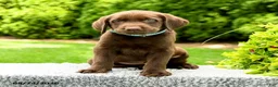 Labrador Retriever dogs for sale: Reagan - Ad 2