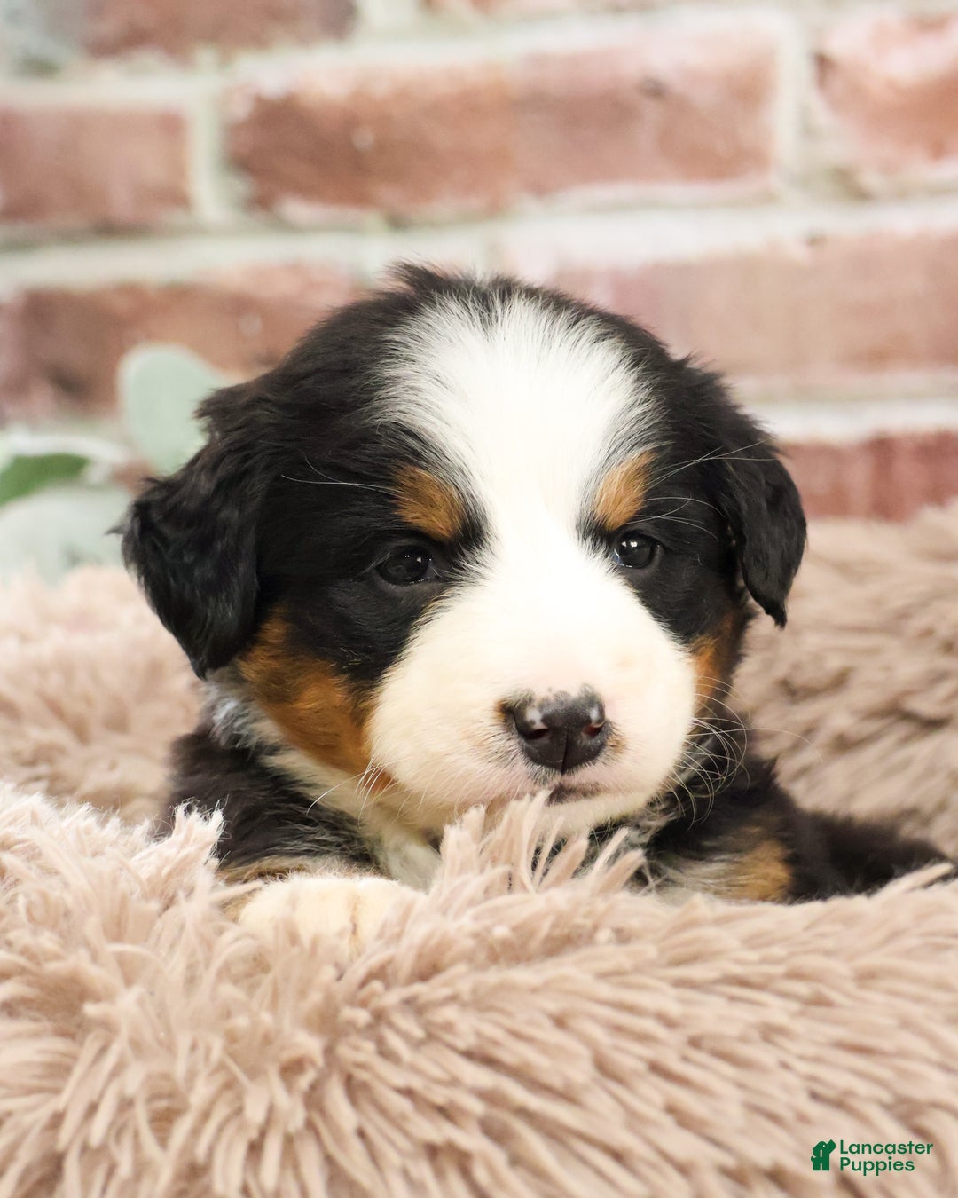 Bernese Mountain Dog dogs for sale: Mistletoe - Ad 9
