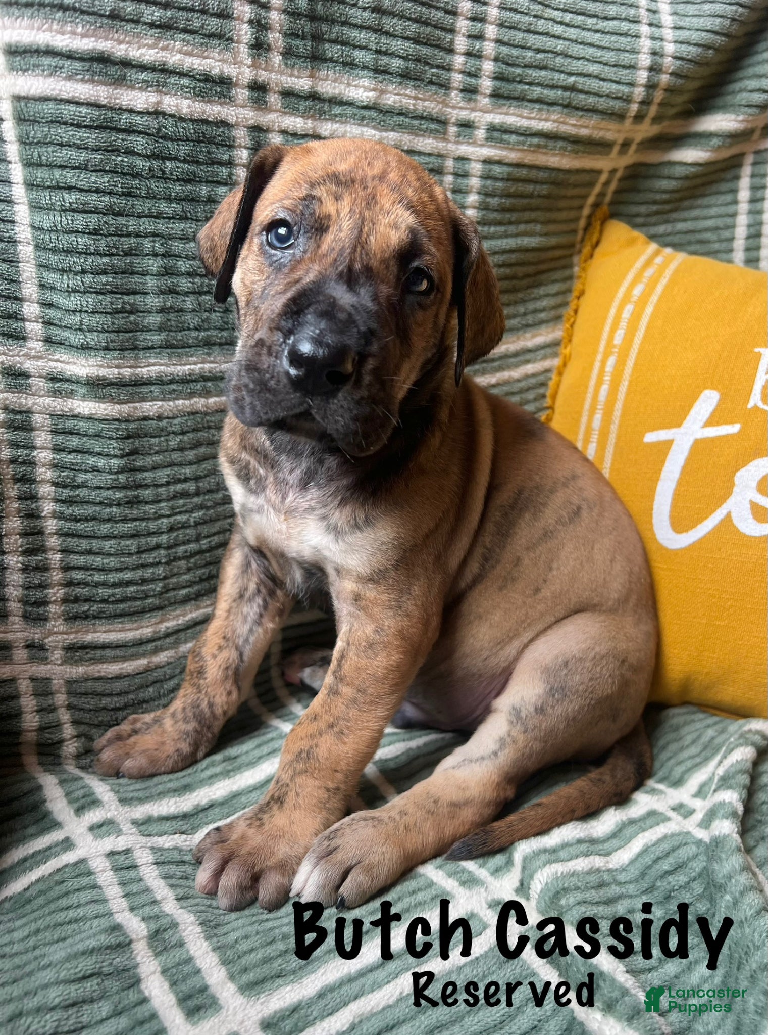 Great Dane dogs Butch Cassidy - Ad 26