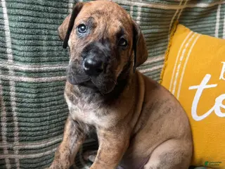 Great Dane dogs Butch Cassidy - Ad 41